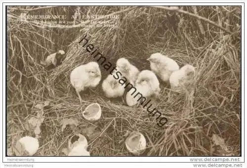 Ostergrüsse - Küken - Foto-AK