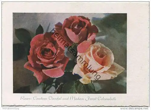 Rosen - Sorte Comtesse Vandal und Madam Forest Colcambeth - Druckfarbenfoto - AK Grossformat - Verlag Dresdner Farbenfot