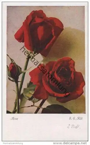 Rosen - E. G. Hill - Druckfarbenfoto - Verlag Dresdner Farbenfotografische Werkstätte - Rückseite beschrieben 1944