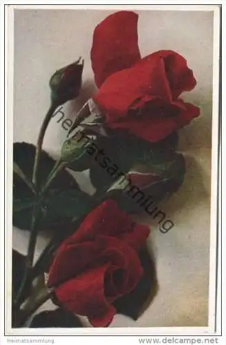 Rosen - Sorte W. J. Chaplin - Naturfarbenfotografie gedruckt - Verlag Dresdner Farbenfotografische Werkstätte - Rückseit