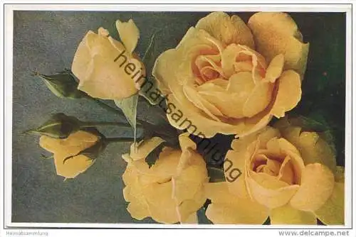 Rosen - Sorte Mad. Pierre du Pont - Naturfarbenfotografie gedruckt - Verlag Dresdner Farbenfotografische Werkstätte