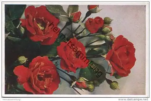 Rosen - Sorte Pauls Scarlet Climber Schl. gleichzeitig Blaze immer blühend - Naturfarbenfotografie gedruckt