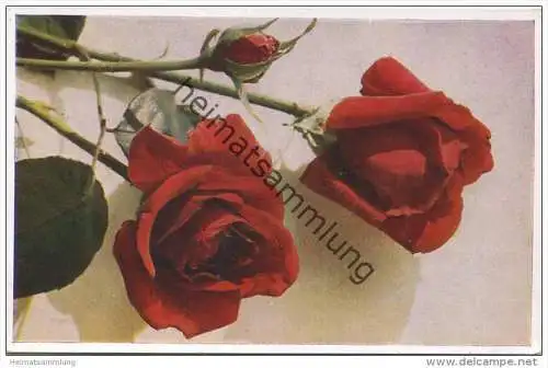 Rosen - Sorte E. G. Hill - Naturfarbenfotografie gedruckt - Verlag Dresdner Farbenfotografische Werkstätte 1944