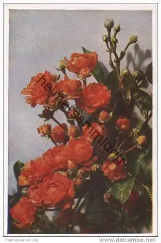 Rosen - Sorte Gloria Mundi - Naturfarbenfotografie gedruckt - Verlag Dresdner Farbenfotografische Werkstätte 1944