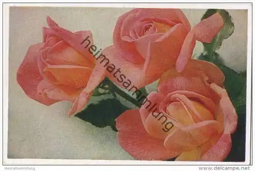 Rosen - Sorte Heinrich Wendland - Naturfarbenfotografie gedruckt - Verlag Dresdner Farbenfotografische Werkstätte 1944