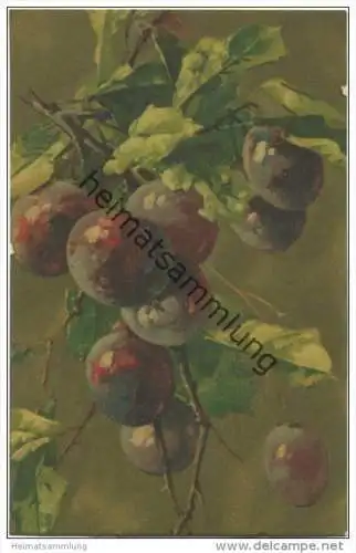 Früchte - Pflaumen - Catharina C. Klein - N° 530 - Pastell-Druck - Wenau-Postkarte