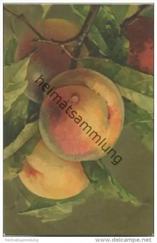 Früchte - Pfirsiche - Catharina C. Klein - N° 897 - Pastell-Druck - Wenau-Postkarte