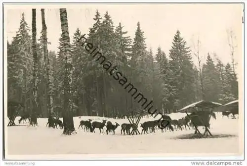 Braunlage - Maltenhaus - Wildfütterung - Foto-AK