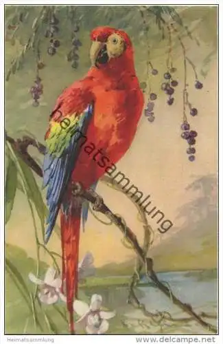 Papagei Ara - Catharina C. Klein - Verlag St. F. Z. Switzerland