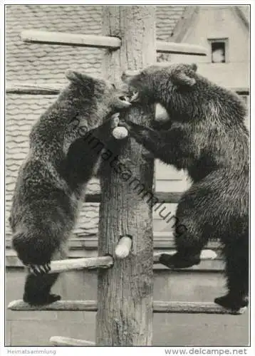 Bern - Bärengraben - Bären - Blaukreuz Jugendwerk-Karte - AK Grossformat - Verlag Conzett+Huber Zürich