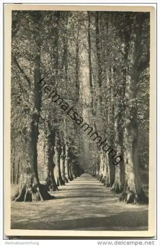 Plön - Allee im Schlossgarten - Foto-AK