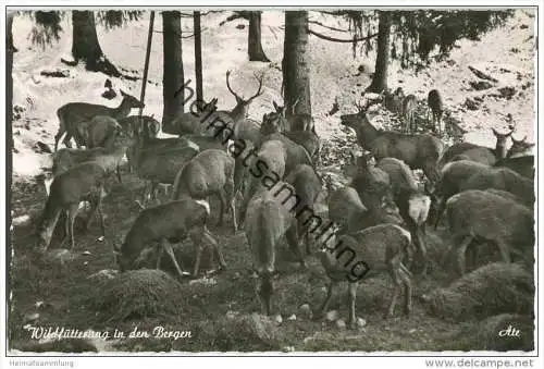Pfronten - Hirschfütterung im Achtal - Sondertarif Jungholz (Tirol)