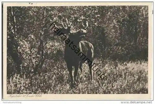 Kapitaler 18-Ender Elch