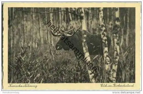 Kurische Nehrung - Elch im Birkenbestand