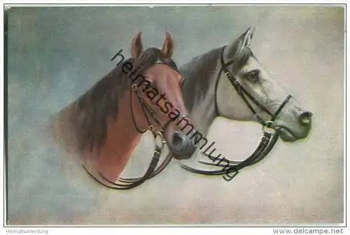 Pferde - zwei Pferdeköpfe