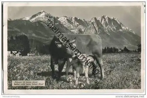 Oberstdorf - Kuh und Kalb - Foto-AK