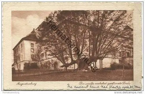 Augustusburg - Die uralte verkehrt gepflanzte Linde