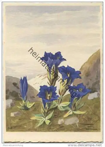 Enzian - Künstlerkarte signiert Schönermark - AK Grossformat 40er Jahre