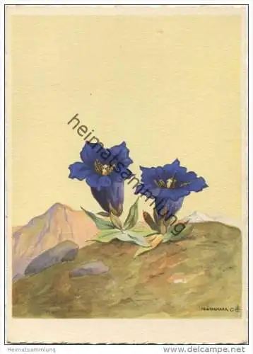 Enzian - Künstlerkarte signiert Schönermark - AK Grossformat 40er Jahre