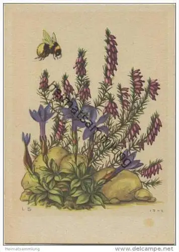 Frühlingsenzian - Schneeheide - Künstlerkarte signiert L. S. 1942 -> Lilly Scherbauer - AK Grossformat