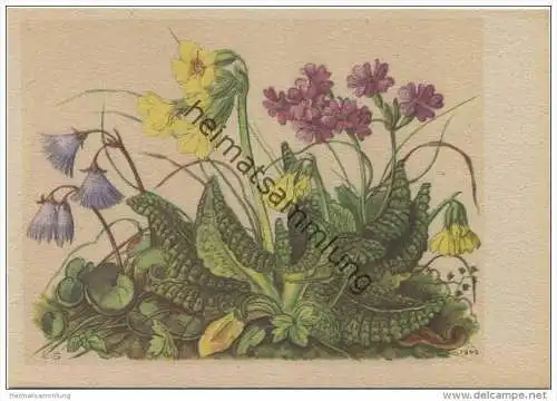 Soldanellen - Schlüsselblume - Mehlprimeln - Künstlerkarte signiert L. S. 1942 -> Lilly Scherbauer - AK Grossformat