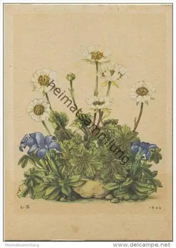 Berghahnenfuss - kurzblättriger Enzian - Künstlerkarte signiert L. S. 1942 -> Lilly Scherbauer - AK Grossformat