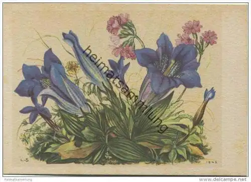 Frühlings- Enzian - Mehlprimeln - Blutwurz - Künstlerkarte signiert L. S. 1942 -&gt; Lilly Scherbauer - AK Grossformat