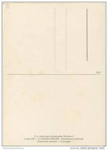Enzian - Künstlerkarte E. Herzig-Welser - AK-Grossformat 40er Jahre