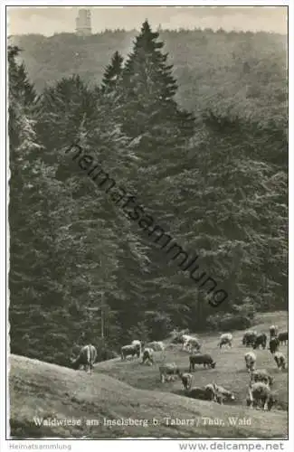 Waldwiese am Inselsberg - Kuhherde - Foto-AK 50er Jahre