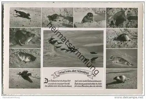 Norderney - Robben - Gruss von der Nordsee