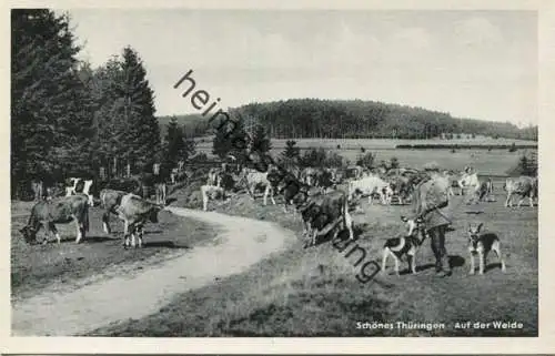Schönes Thüringen - Kühe auf der Weide - Verlag R. Bechstein Ilmenau