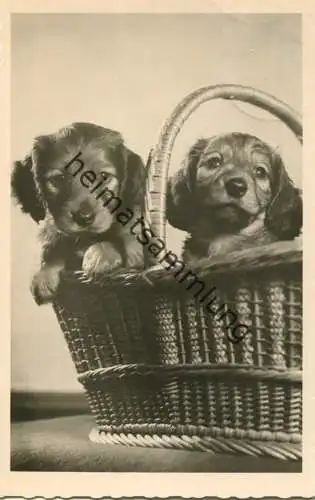 Hunde Welpen in einem Körbchen - Foto-AK - Verlag VEB Bild und Heimat Reichenbach gel. 1960