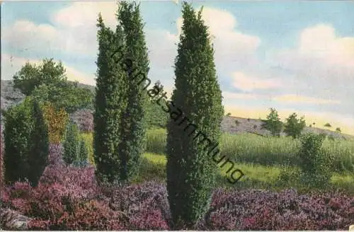 Lüneburger Heide - Wacholdermotiv in Bockum - Verlag K. G. H. No. 959