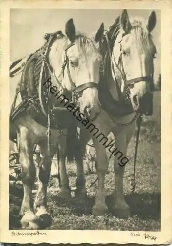 Pferd - Kameraden - Foto-Einzelhandabzug - Popp-Verlag Glatz Schlesien - Aufnahme Dipl-Ing. Popp
