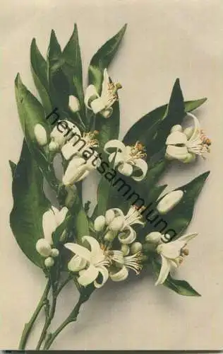 Orangenblüte - Künstler-Ansichtskarte - Verlag Martin Rommel & Co Stuttgart 1910