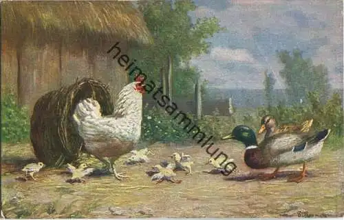 Hühner - Enten - Künstler-Ansichtskarte signiert Mesmer