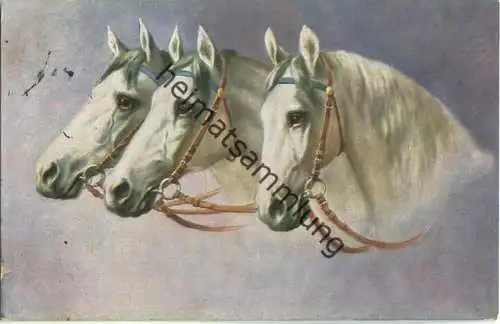 Pferde - Drei Pferdeköpfe