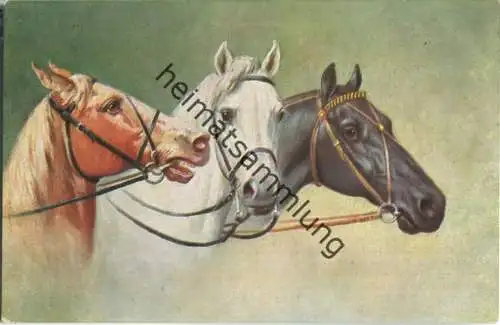 Pferde - Drei Pferdeköpfe