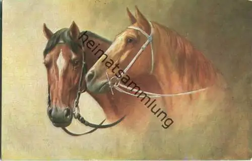 Pferde - Zwei Pferdeköpfe