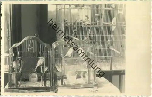 Vögel im Käfig - Foto-Ansichtskarte