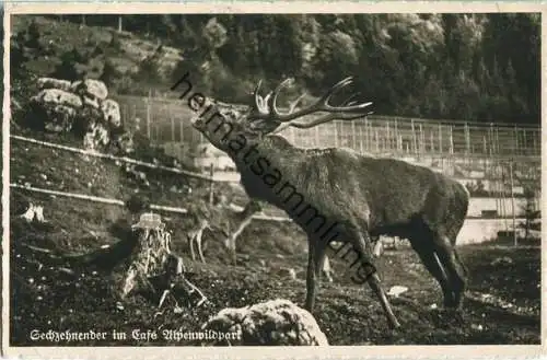 Rottach-Egern - Hirsch - Sechzehnender im Café Alpenwildpark - Foto-Ansichtskarte - Verlag Photo-Lex Rottach