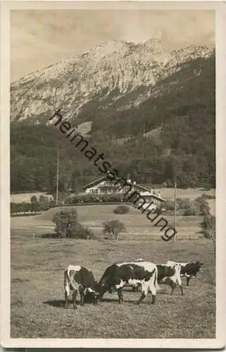 Nonn bei Bad Reichenhall - Alpenhotel Fuchs - Kühe - Foto-Ansichtskarte - Verlag Fotohaus Maier Bad Reichenhall