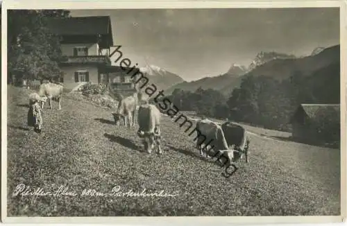 Pfeiffer-Alm - Kühe - Foto-Ansichtskarte