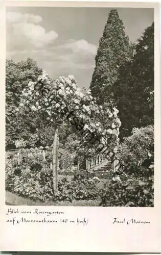 Insel Mainau - Rosengarten - Mammutbaum - Foto-Ansichtskarte 50er Jahre