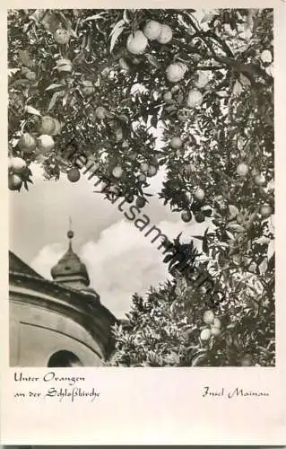 Insel Mainau - Orangen - Foto-Ansichtskarte 50er Jahre