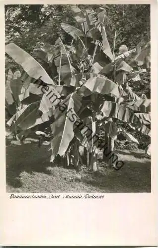 Insel Mainau - Bananenstauden - Foto-Ansichtskarte 50er Jahre