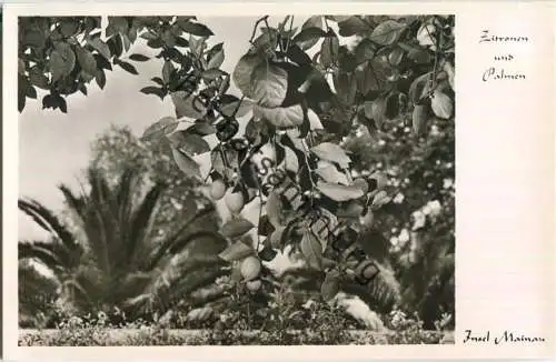 Insel Mainau - Zitronen und Palmen - Foto-Ansichtskarte 50er Jahre