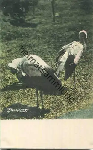 Storch - Störche - Künstleransichtskarte ca. 1900
