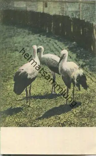 Storch - Störche - Künstleransichtskarte ca. 1900