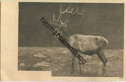 Jagd - Hirsch - Künstleransichtskarte ca. 1900